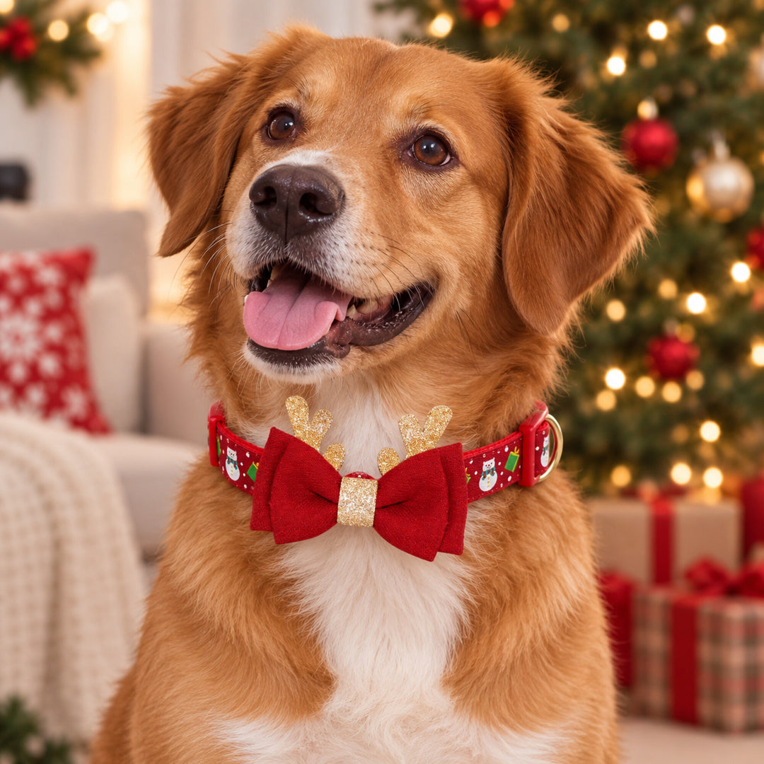 Christmas Dog Collar with Removable Antler Bow