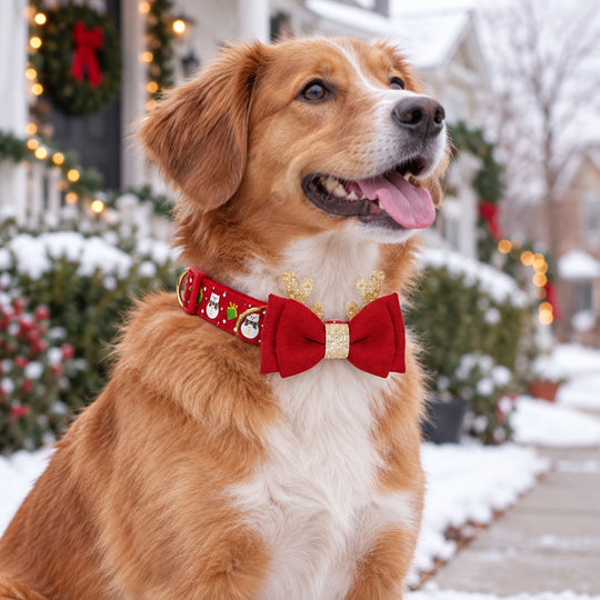 Christmas Dog Collar with Removable Antler Bow