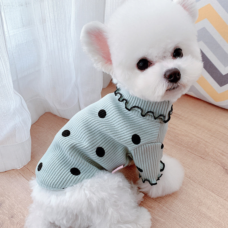 Small white dog wearing a light blue sweater with black polka dots on a wooden floor.