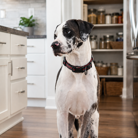 Truelove Padded Reflective Adjustable Dog Collar