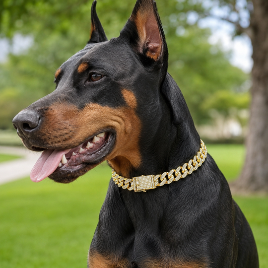 Luxury Gold Stainless Steel Dog Chain Collar