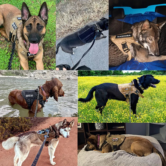 Large Dog Tactical Harness - Collar &amp; Leash Set