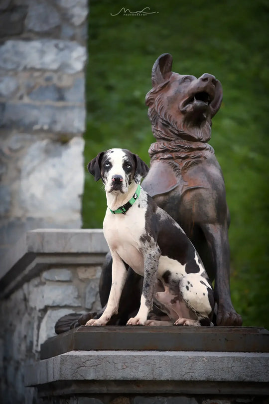 Truelove Padded Reflective Adjustable Dog Collar