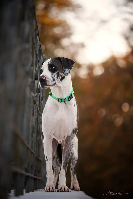 Truelove Padded Reflective Adjustable Dog Collar